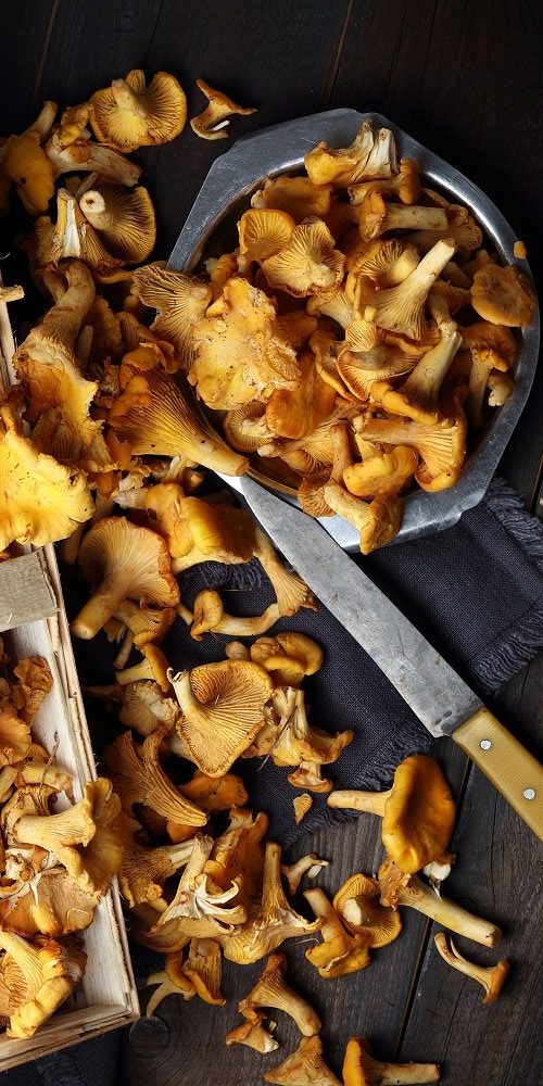 chanterelles-nos-idees-recettes